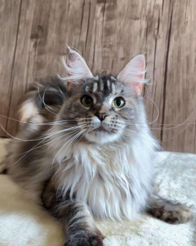 att.gAgHf8E52RJZqYgSSJ81AmobFFRi7_k9BpJdU38YRSg