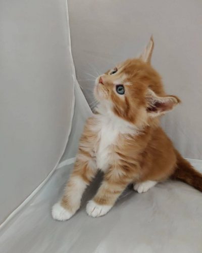 att.gSTgKI-EiZ8zy-3hxmRUoxTd5qtbl2eXAmqL7qqK1cY