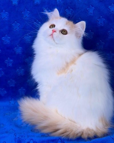 att.gTUkxtJ-RQhWr6yi2NT0hFOROLHJ9GXqftZ1Sh46a3M