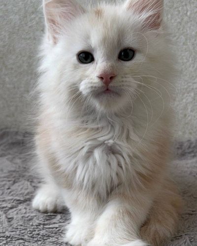 att.hCEQBhuCzw94SHV9DBAhAsQla5BIvSCXAXCTPwqOvGA