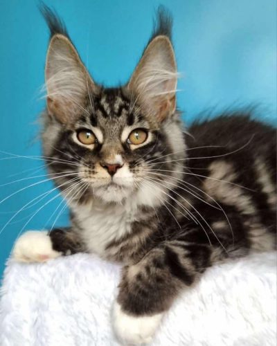 att.hNRymis_6H1qyb-hBfJfu0u96oZUHoWduVCl3BRhLxk