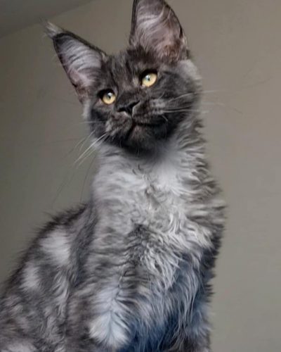 att.hYC45g1AE9q2FQUPF4l8LvJGZPegGG5_E__mcZAbSdk