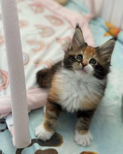 att.hpkawK6U_DLMTsKfln7632BncImSMxrdwSZZ-vh_Np8