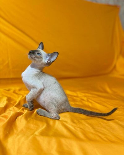 att.hxpTm8sNd4DIZnAN5TA3Z-qmzy_Xbukws8lVBqendf4