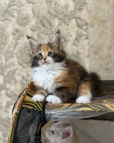 att.hzmemjd6ccriu3X1OMc3MVlI7XhZURDpoL-Zhf34vFQ