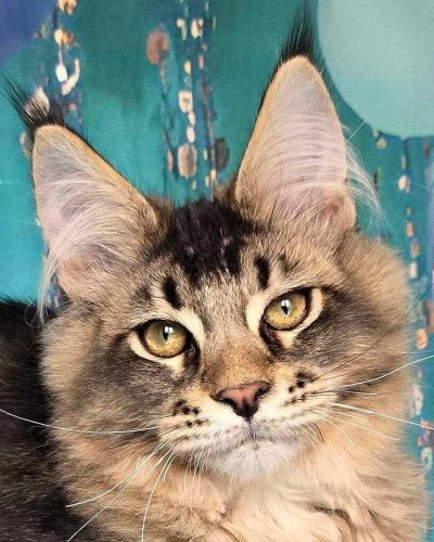 att.iE0qdDFpRkZiUayuDgZHOlavUBtBeJcvJXeZgyLuv2E