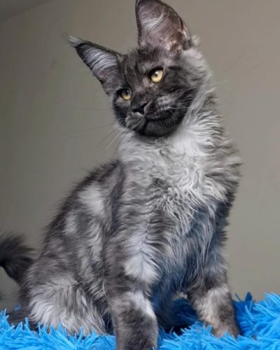 att.iXrhwzOAWBN67bC4ln-GLMmAJR2P3Di2oQA9Pi20Ho8