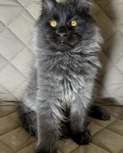 att.j0kiRnEyu75AREjdC5uOf_wbOlZTY_473Let9AwWMP0