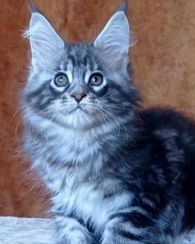 att.jaPCGP7Liars7XNjh6H_2GOzaF1tO5BFUjEmiPbBL-o