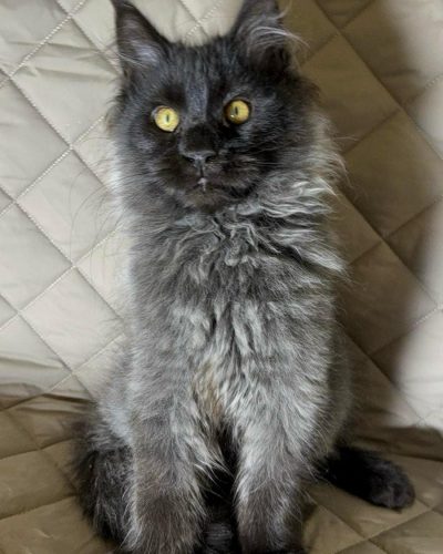 att.jyQAfE_a5M3dmOj4Zg8jiCtiT6MA-Ukchp_PjIBJTbk