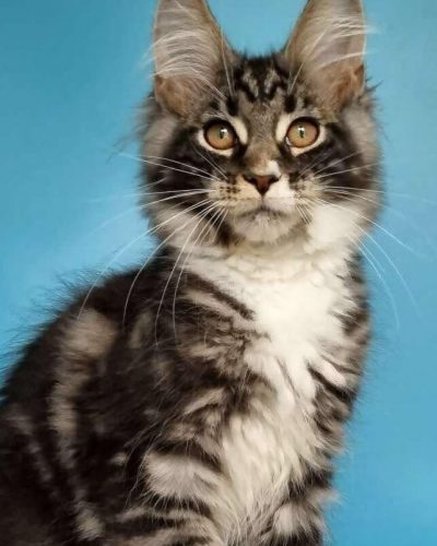 att.k2ThSkx8oQO7dFKBgi4LFNKcZw3LnJaZ7Vlk_QEkw1U