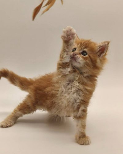 att.kMkeHHOCtCG427RxH4zu29GuPK84g2D-fWQXzcrYXzs