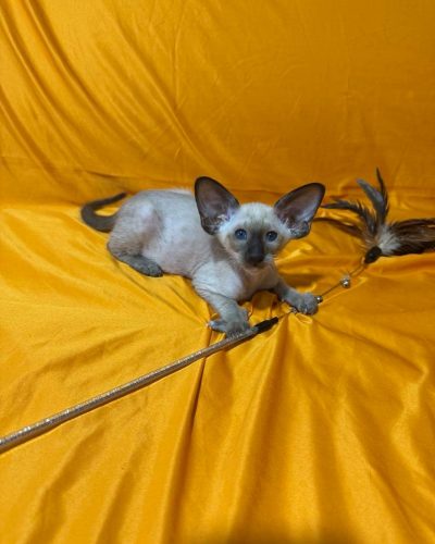 att.kWRZasMvz-vZljPHZI58U7DOKuPGS-vzMPWuDSOeEK8