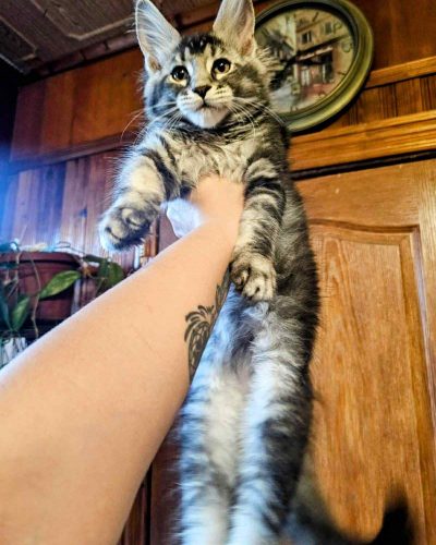 att.kt6r8ZRKmcmsONNql1eI7ysIvoA5DIqU3DGLsz9FBh8