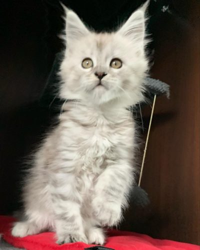 att.lEJeqg1Kn6cMyOnbQrKoGDbzjzcIlQwYa1Ex5fTBG9E