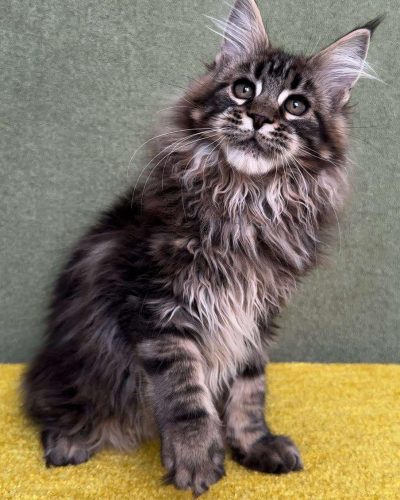 att.lGxRDAUo8chcXv0YBduTmZljcBwvkZHM8NjlzdWjvVg