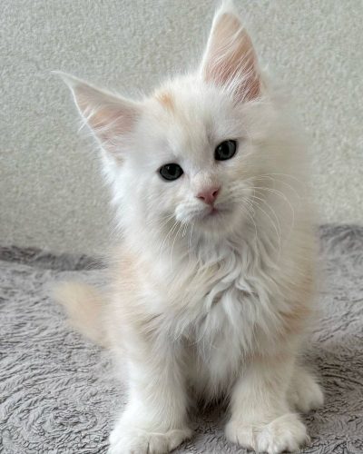 att.llJ9FxpqcIbH04baG-XzD5WAIxq6ZV-mBOoDWGWBK_g