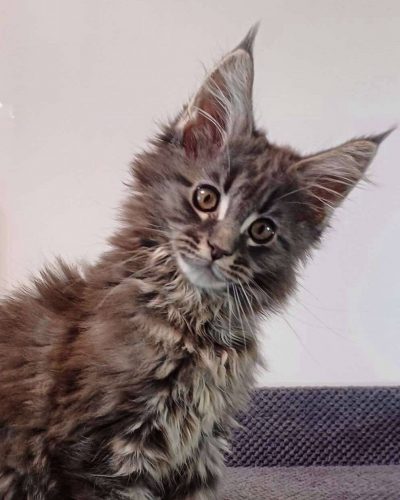 att.loQ6ocry0qu1quNho5JzxCOjr7SzGGQLFAPN38xef-E