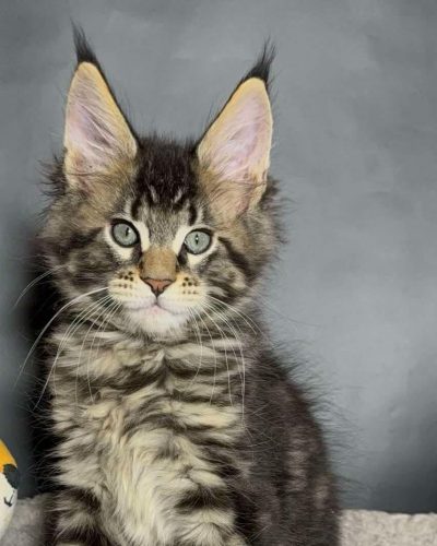 att.lqpOfEe1Z0e738JWp7A4FSsxrMEqnhLirOz-Fsb3-OI