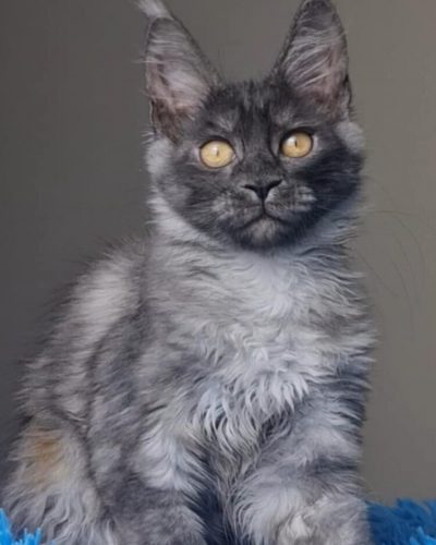 att.m6JuxKlbaU7CHI0UIqNXU-qMqfKxemlT3zO7cqOMOaw