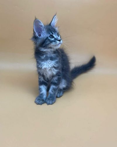 att.mIS7rrEBdTAFdom9RJ13HtHgZuOceyWVUVbTx1hStiE