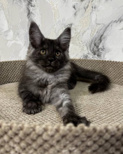 att.mMYcY26EP8-robbvivGOMzqtlINdyPdWwnp8XT1G5PE