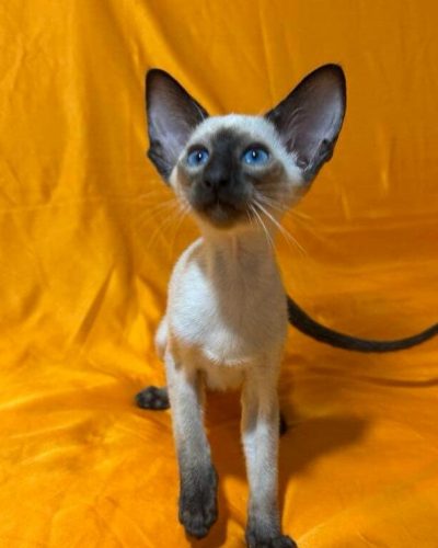 att.ml-O06qwBrAClvGgr0a55J6oNcgBqkInnMP-f6pjCgw