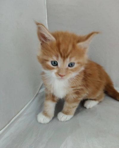 att.mntqCvk9-g8NIQArn4QgxDiCGs8yZmgfbbvWBQTQSy4