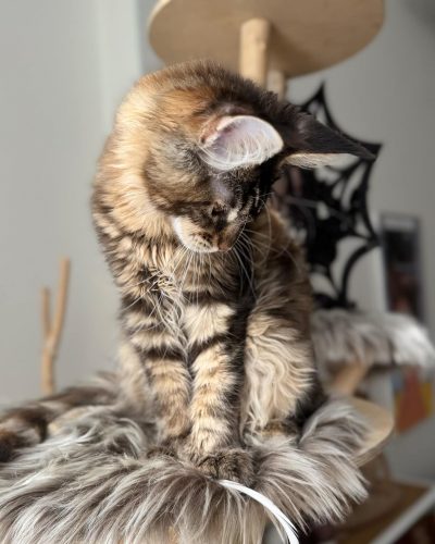 att.nJlVcmxjTLzdCeRVsMkqzQpkzuZ8gHMiOiPpu74SEl0