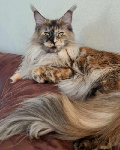 att.nY_n8oH16f84jb_PT4bdqMZAbvVV2gVzw20lrHkkzuI