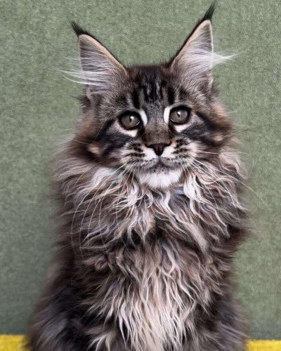 att.nnMD5L065BRkLjZaRtm8H3jPAT7fqR4Gp55kbkF8ATI (1)