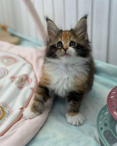 att.nxaJ2fl5GI8o0voAnEMY-BNjYPXpB_vftMLbtgRr7Pg