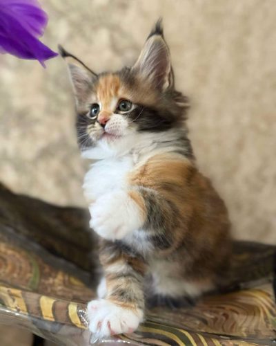 att.oCZDYkcnDU7KF8_CKCFSOi2CRWN9wrgnvPwFHv03BPE