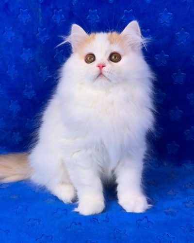 att.oPW5v2YXZRyhf1Q1H9At1aHxVlJET8WNu6xNniXNQJk