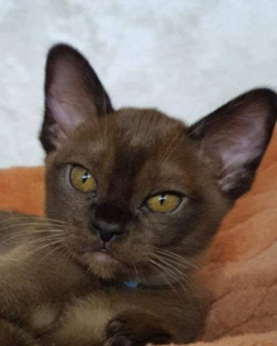 att.oQnOLmw7y81X9EK8brr2ehyL10DHZMfMlXS14Q5nCAU