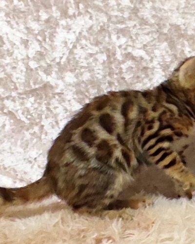 att.ofUqvMlRoNCDtHJSNKkmdBWqRluDvT-0oF9RpucfIoQ