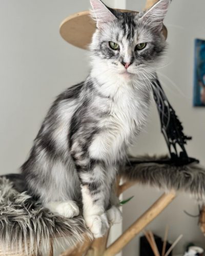 att.on10QzOpffYo45TtMVUS30xIn54wkygO9-S7hZGDS-w