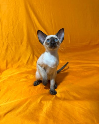 att.pHrBnlecJDSh_1jzZ0mNLY7DFybbsMVZy6-VrrWcNLs