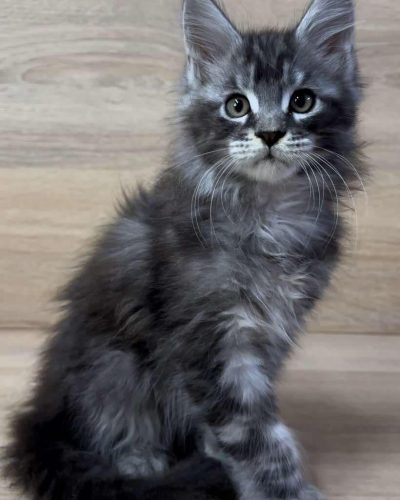 att.pM5xxgsEKmYINYQikHtyFN-H3UN03vScS4X-oYL6mE8