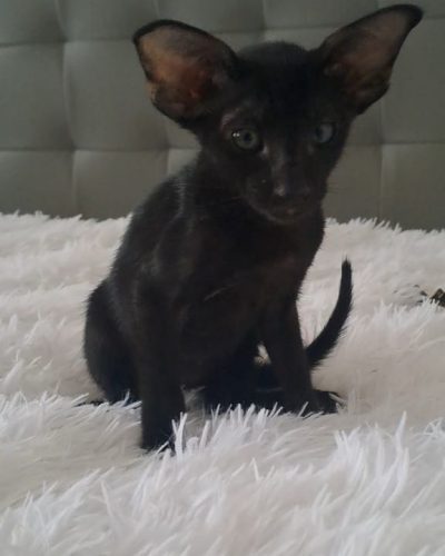 att.pNsOc5_8AN_KFm7Ahw97GE55WRxUP-CsDWDOKxyBC4Q