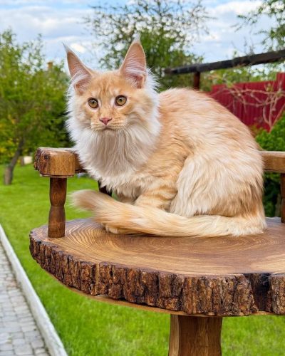 att.ppdula-PtD7eNlaH_Q8cKp9C8fivY_xxTcCGFWh3GTU