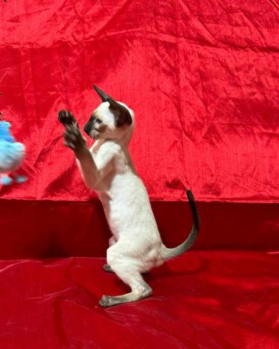 att.pqueONg88ZSPl60vgicQs9PHZHVX8-nnWk55VJNOJrs