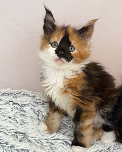 att.qJBgLeX9ngDXrNBeDmAdjKnkIkB0qL7oErEmRXsixqA