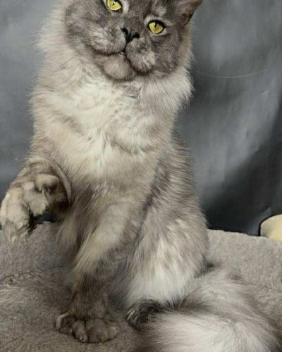 att.qJSbtuHre4rmwCQGnHpO0R2RESsicQzf2oqpCOoysq4