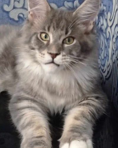 att.qOpItuABQFSTpfXfOOPqrmu_2LZVtS-6UT7PGAHft_o