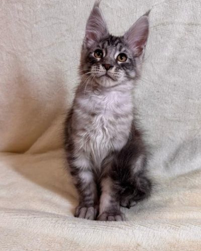 att.qVX7XXDjIGgzqPxsbMcdFTRnOYnAua5fXwbnVNHWJlo