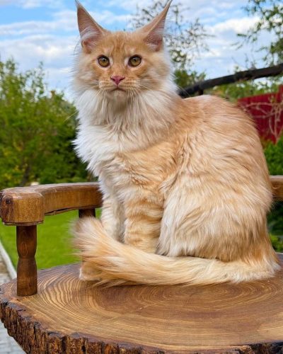 att.qf7u0oB5uuY2xTsem0L5FAdSZ_gxwOaNtGGRz_Pu6q8