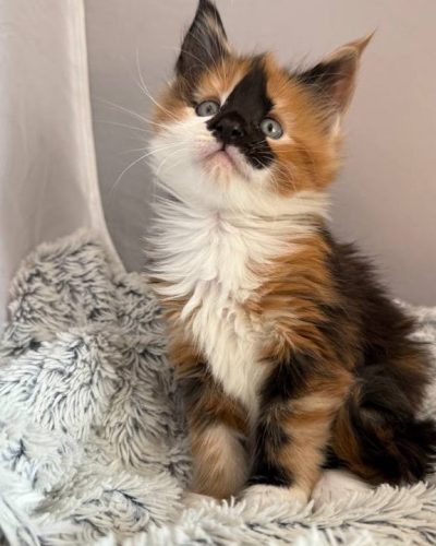 att.r2MtCdCGtLYBJJl0R_9i2o2htwdFyT6cPYuonKJ0yOg