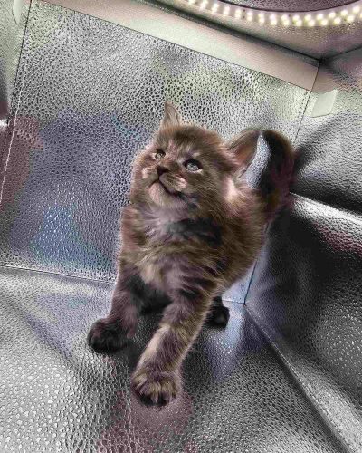 att.rLKF7m1gk6zrytBfsBRh2t5954qmtLBCWWeFPEX7pLE