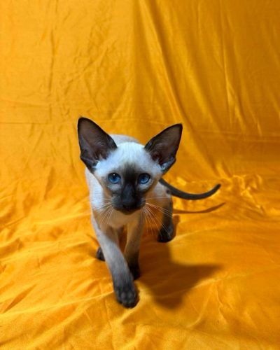 att.rPHJBwXz7UrfaMuo_FNJlQinQIqmvFLpKFH1YzMGebs